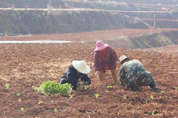 春天做的农事都有什么