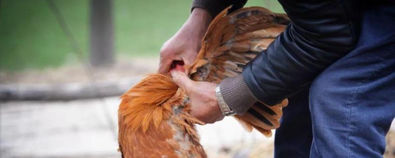 杀鸡在什么位置下刀,需要注意些什么