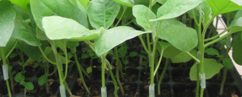 嫁接育苗在蔬菜上的应用,嫁接育苗的意义