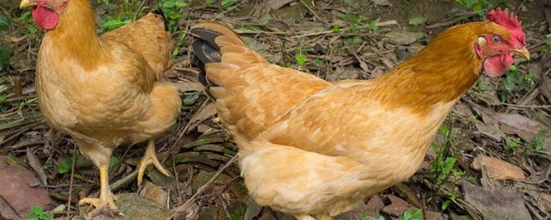 鸡吃肉吗,三黄鸡也是吃激素长大的吗