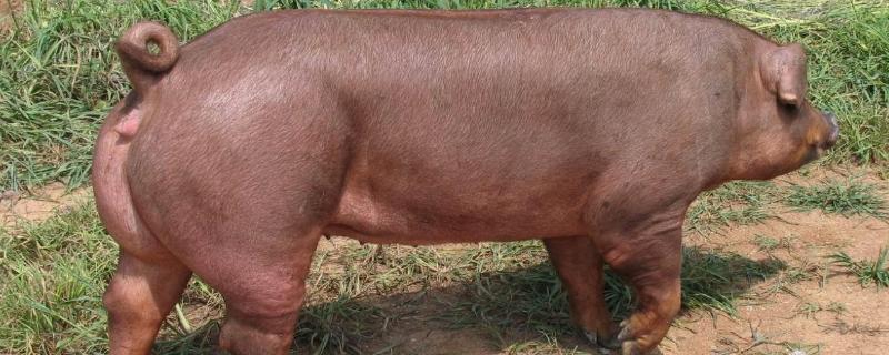 育肥猪的饲料,一天长几斤