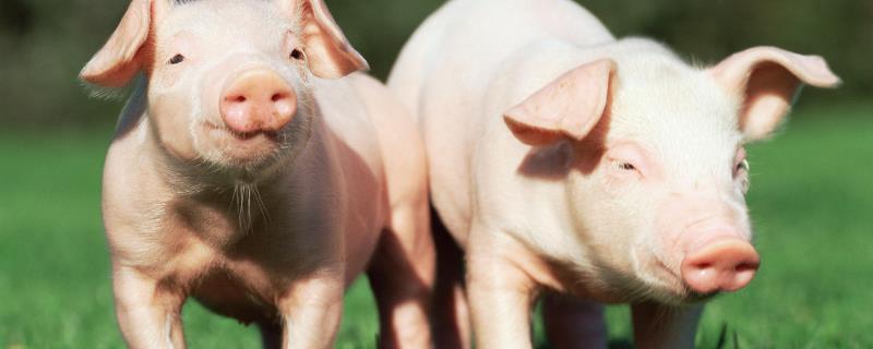 猪为什么不分左右脚,蹄子裂了用什么药治