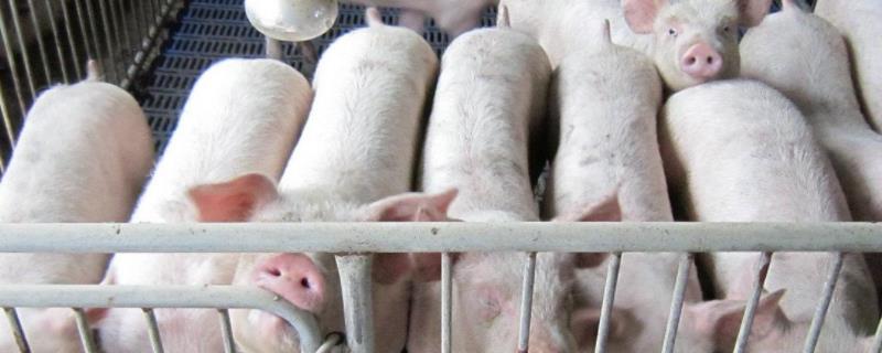 猪后腿站不起来用什么药,后腿关节肿大用什么药