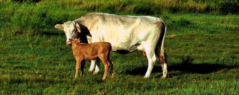 牛打栏怎么看最准，一个周期是多少天