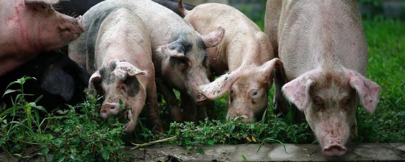 猪的内脏有哪些,洗猪肚子最简单的窍门