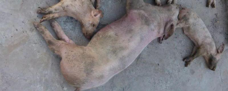 猪球虫拉稀怎么判断,得了脑炎使用磺胺药的剂量