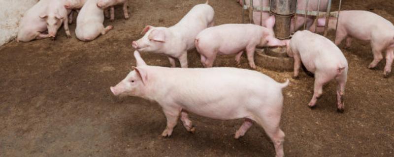 给猪打针的注射器,猪打完针脖子一直流血怎么处理