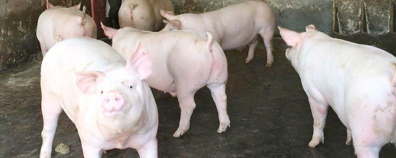 怎样计算猪体重最正确,猪贩子的生意流程