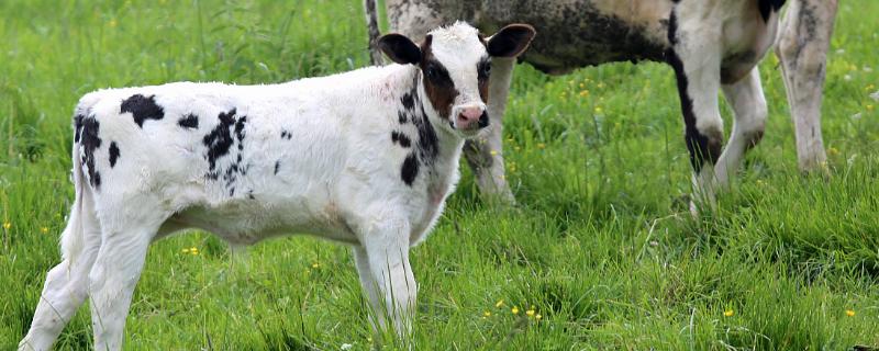 花生壳能长期喂牛吗,豆腐渣喂母牛危害