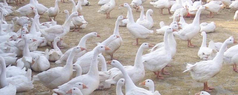 小鹅头上的包指的是什么东西,出壳1到7天保温多少度