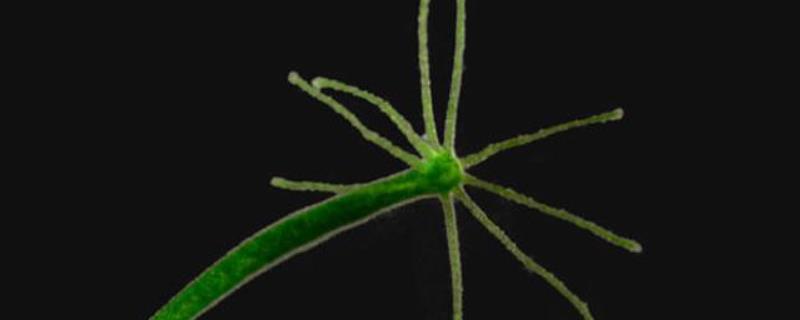 水螅的生殖方式,有几个胚层