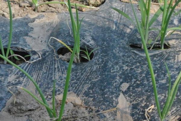 11月份适合种植什么农作物