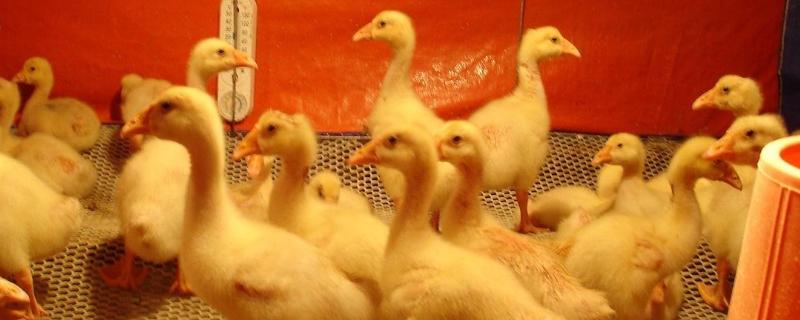 雏鹅的饲养管理技术,狮头鹅怎么分辨公母