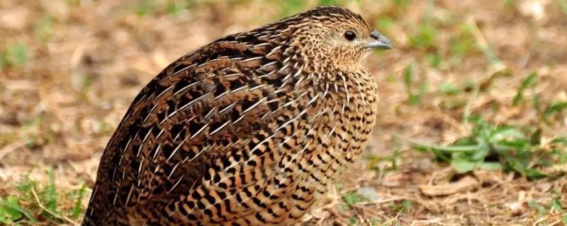 鹌鹑孵化多少天,24小时光照会影响产蛋吗