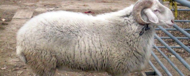 肉羊饲料配方,饲养周期是多少天