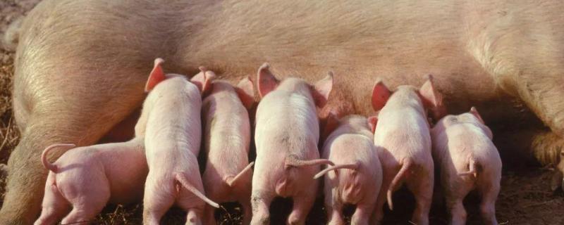 促进母猪发情的药,发情期什么症状