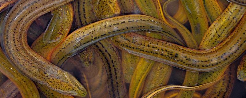 黄鳝雌雄同体怎么繁殖,雌雄转换的原理是什么