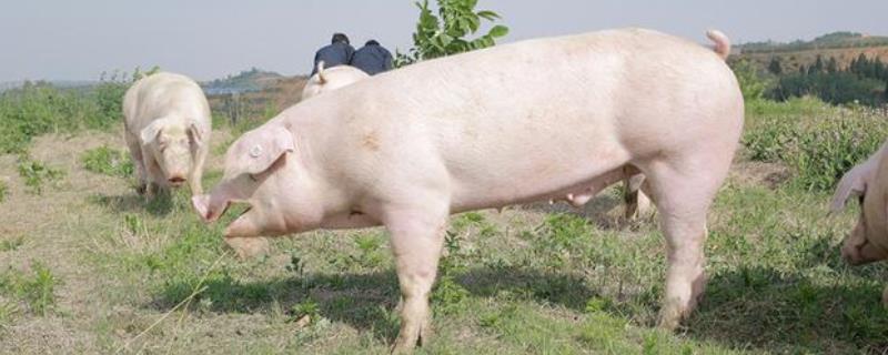 一头母猪的寿命是多少年,二元母猪怎么分辨