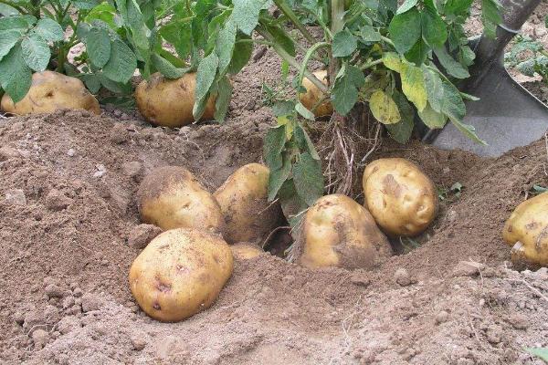 一年四季的农事有什么