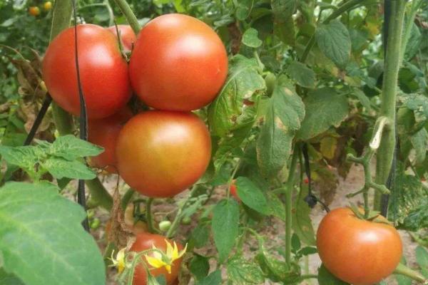 一年四季的农事有什么