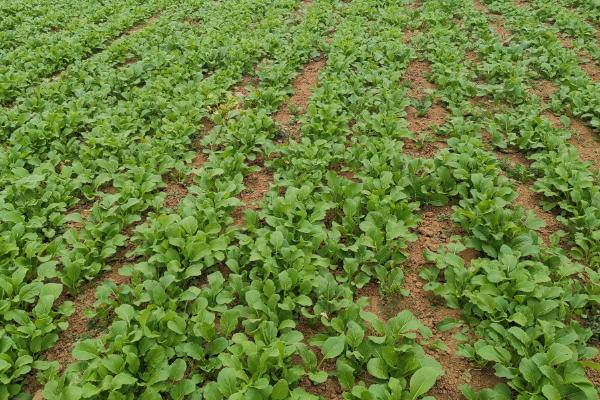 一年四季的农事有什么