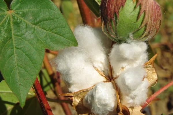 一年四季的农事有什么