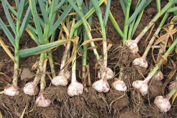 一年四季的农事有什么