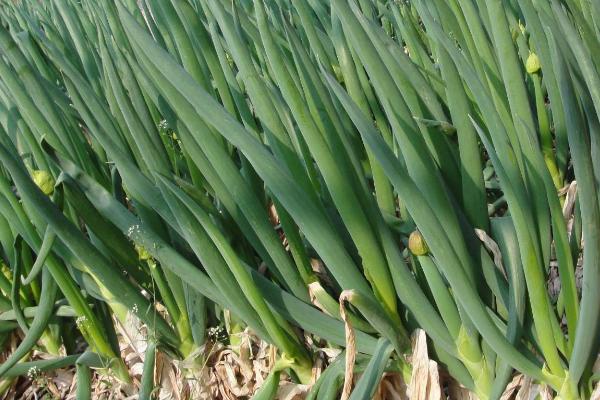 一年四季的农事有什么