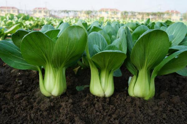 一年四季的农事有什么