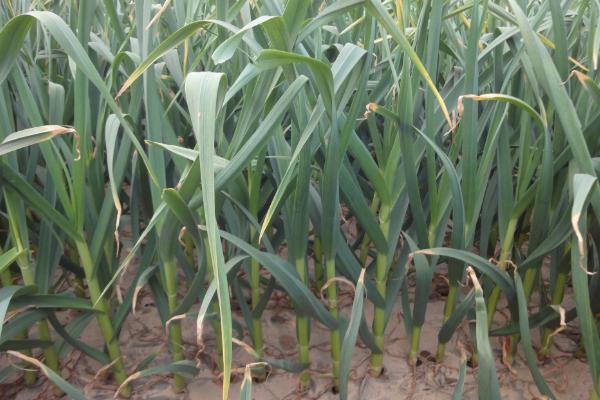 一年四季的农事有什么