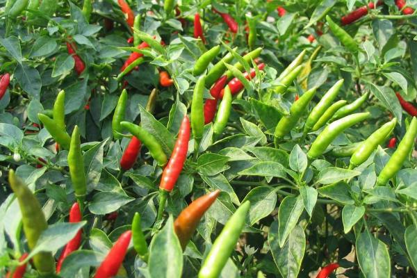 一年四季的农事有什么