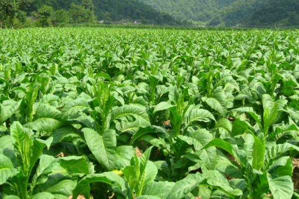 一年四季的农事有什么