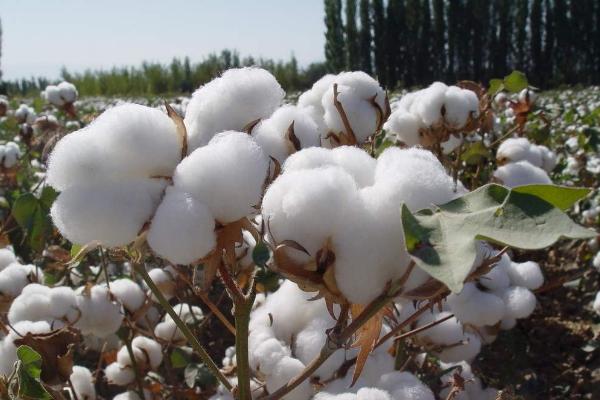 一年四季的农事有什么