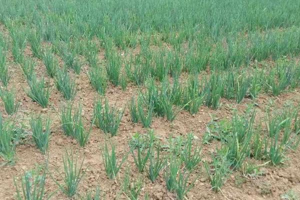 一年四季的农事有什么