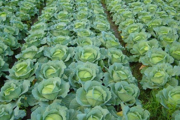 一年四季的农事有什么