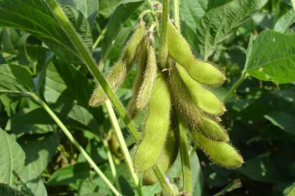 一年四季的农事有什么