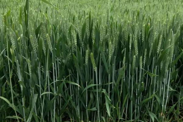 一年四季的农事有什么