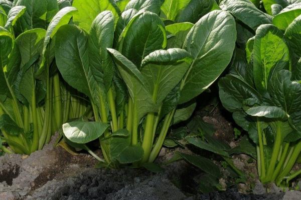 一年四季的农事有什么