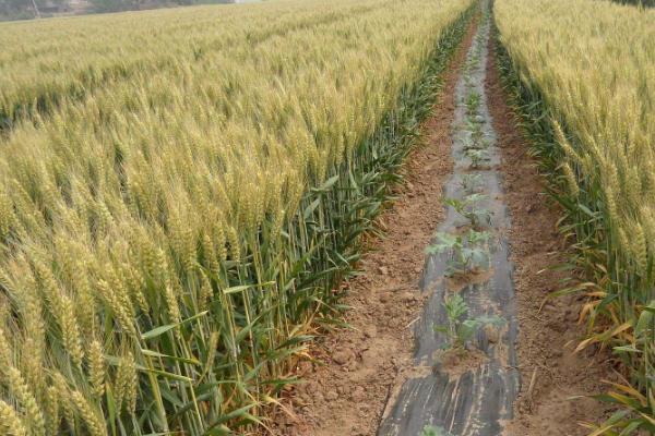 一年四季的农事有什么