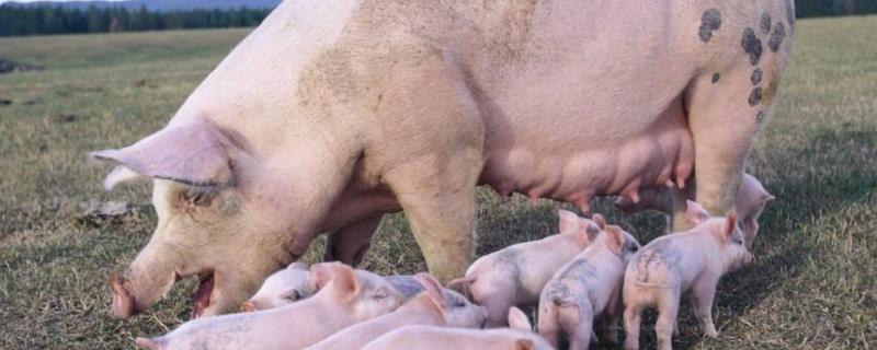 母猪产仔怎么接生,下完崽不吃食怎么办