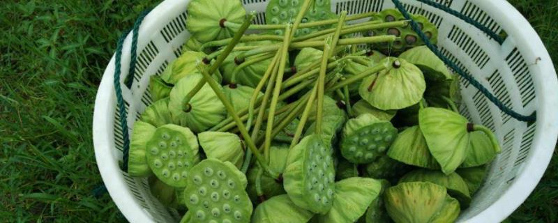 采莲是哪个季节的农事，采收的周期有多长