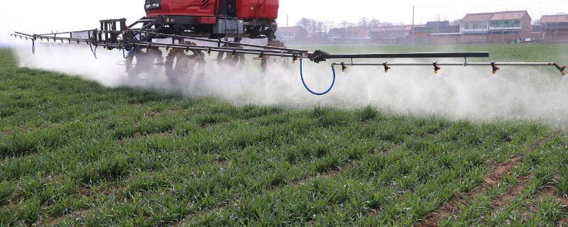 小麦打多效唑年前还是年后,打了几天后能浇水