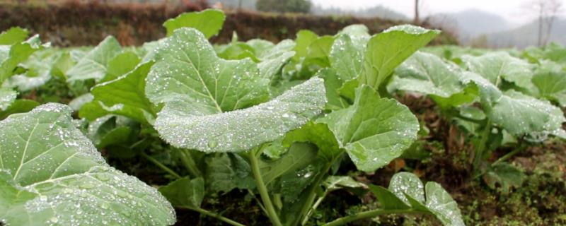 油菜冬季田间管理技术,打药的三个时期分别是什么时候