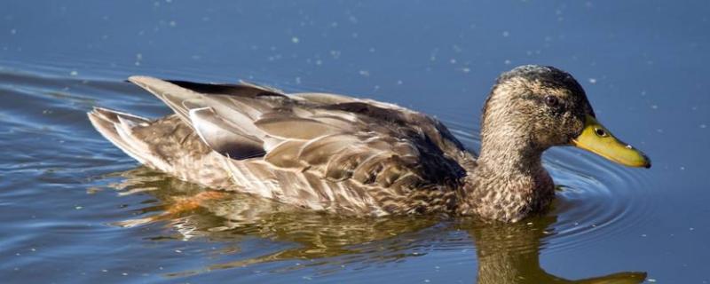 如何养鸭,冬天鸭子耐寒多少度