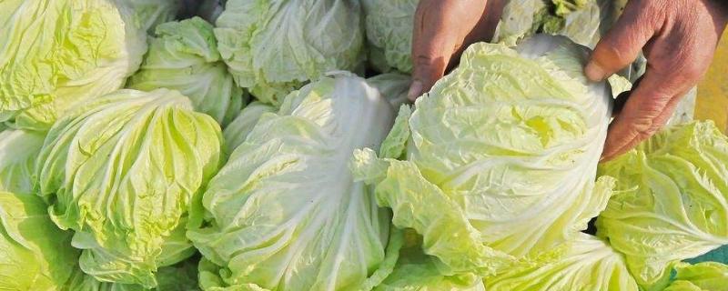 大白菜包心期多长时间,烂心是什么原因造成的