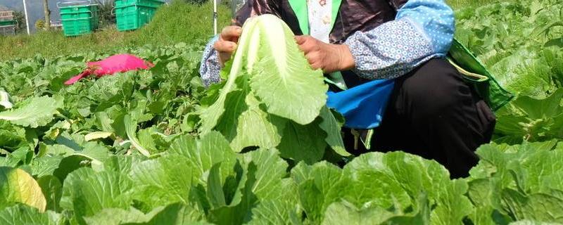 大白菜多少度停止生长,生长周期是多久