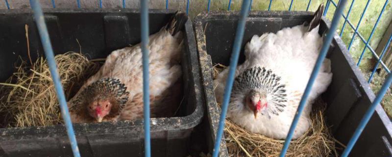 母鸡快速醒抱妙招,醒抱后多久恢复下蛋