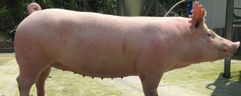 猪一天能长几斤肉,100斤以后一天长几斤