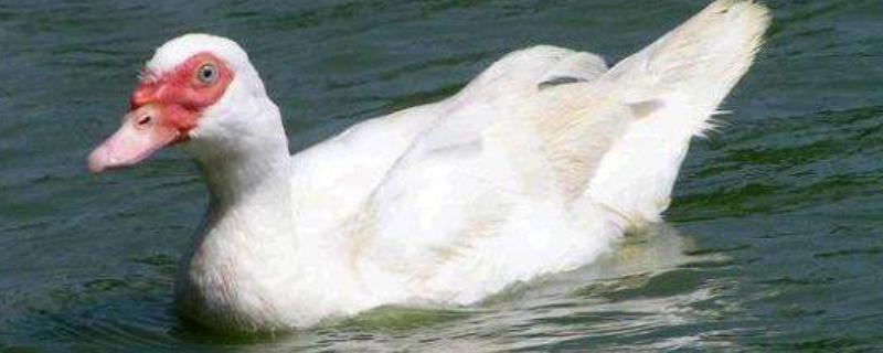 番鸭几个月开始下蛋,和普通鸭子有什么区别