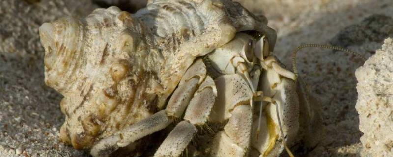 寄居蟹身上细菌多吗,是怎么形成的,寿命有多长